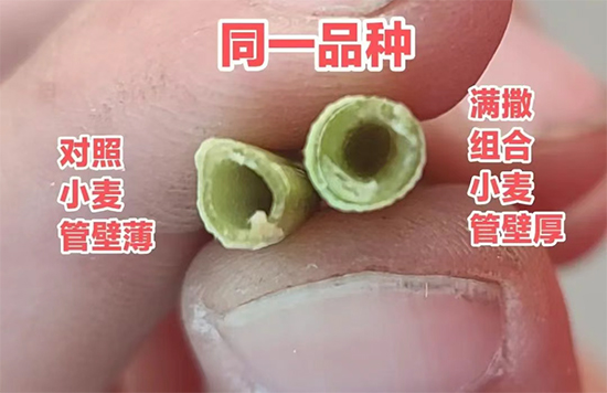 娴庡崡澶╅洦鐧剧妞嶇墿钀ュ吇鎶鏈湁闄愬叕鍙?.jpg 娴庡崡澶╅洦鐧剧妞嶇墿钀ュ吇鎶鏈湁闄愬叕鍙?.jpg