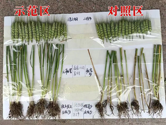 娴庡崡澶╅洦鐧剧妞嶇墿钀ュ吇鎶鏈湁闄愬叕鍙?.jpg 娴庡崡澶╅洦鐧剧妞嶇墿钀ュ吇鎶鏈湁闄愬叕鍙?.jpg